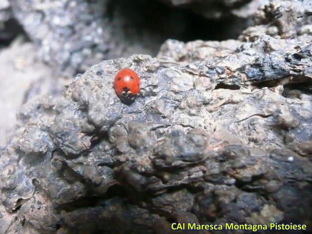 Escursione sul Vulcano Etna